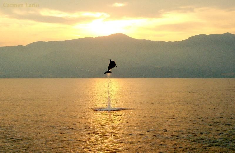 [ Photo Flipper ]